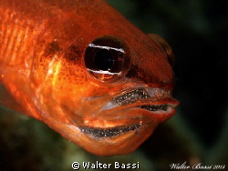 dad with eggs by Walter Bassi 